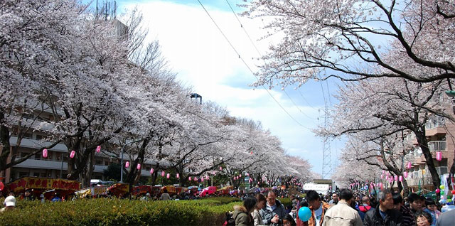 六実桜まつりの状況(2012年)